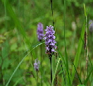 Knabenkraut