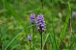 Knabenkraut